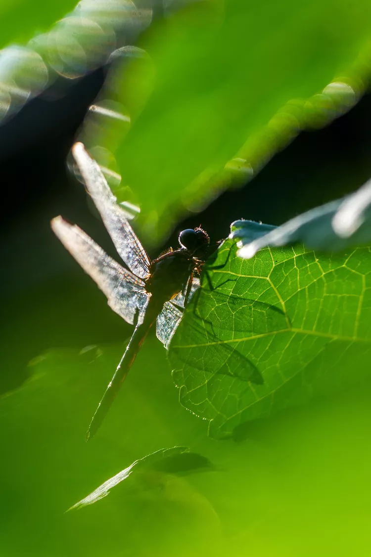 Here's What Attracts Dragonflies and Damselflies to Eat Mosquitos