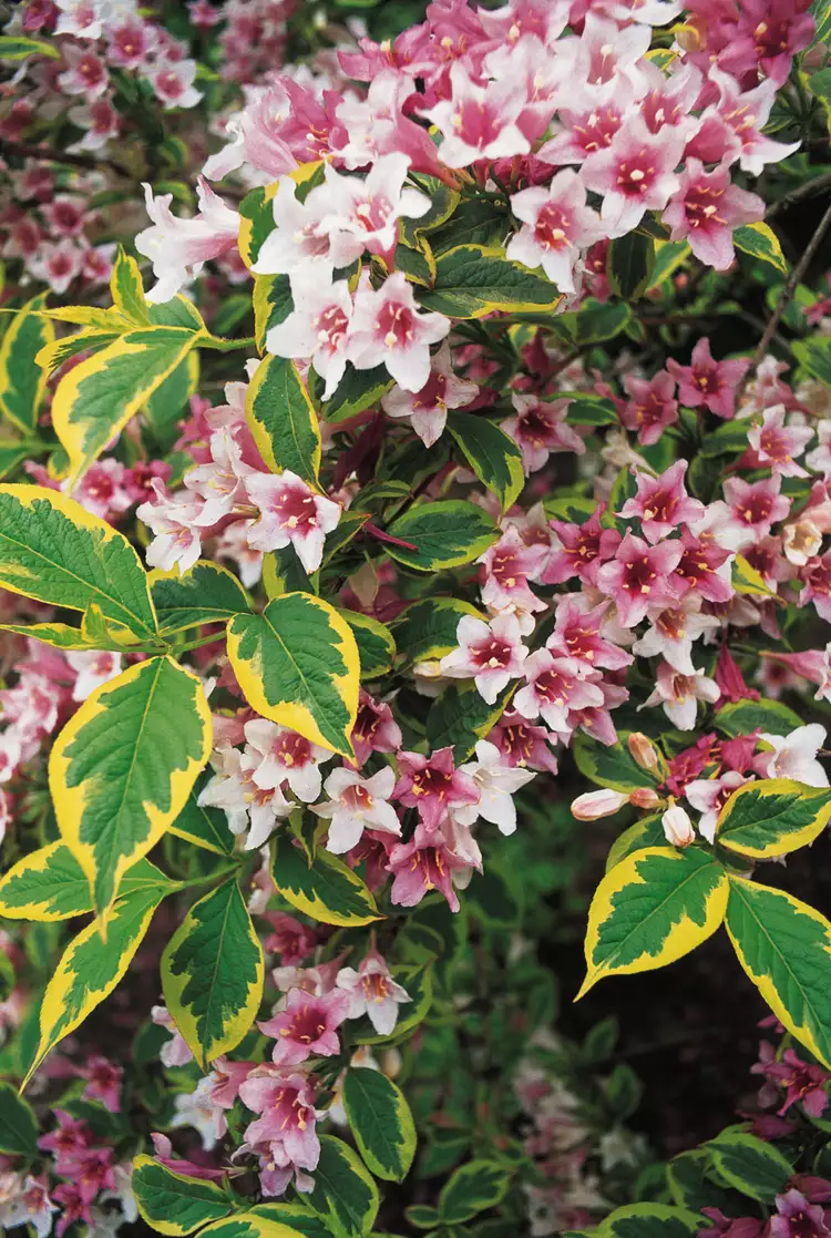 How to Plant and Grow Weigela