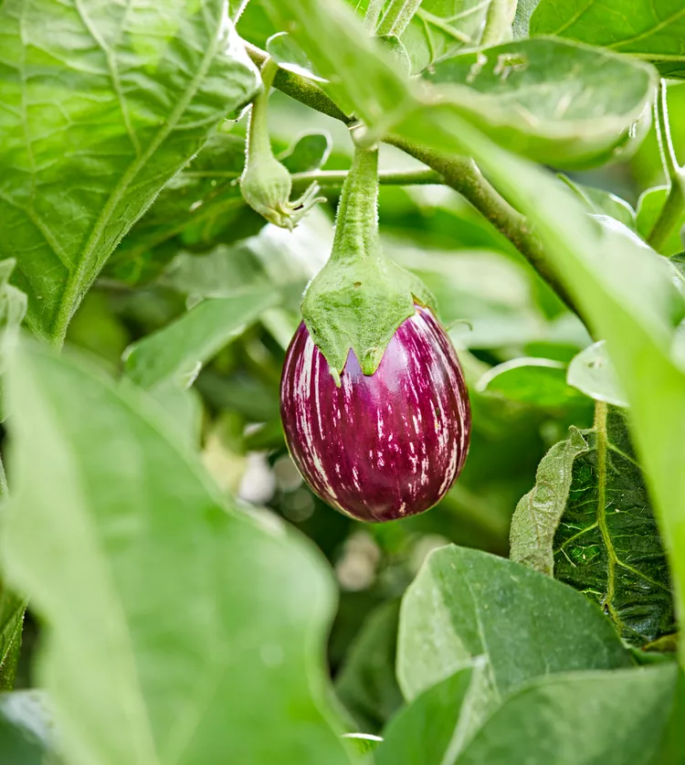 How to Plant and Grow Eggplant