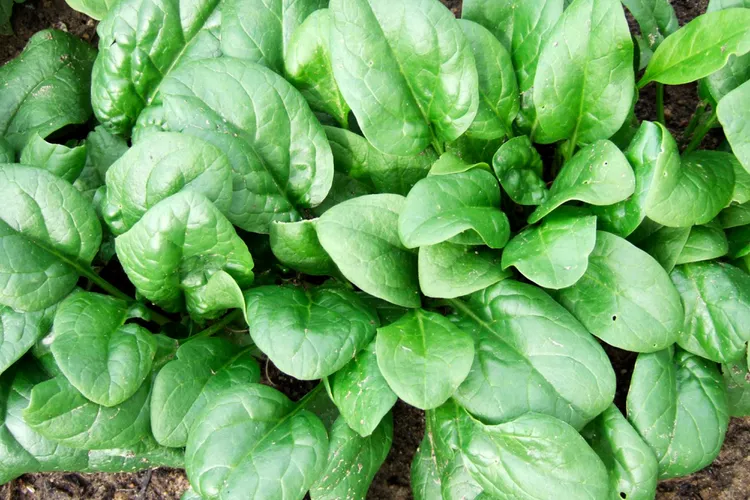 When and How to Harvest Spinach at Its Peak