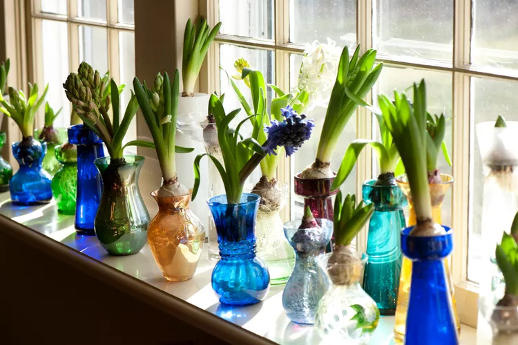 A Beginner's Guide to Forcing Bulbs Indoors