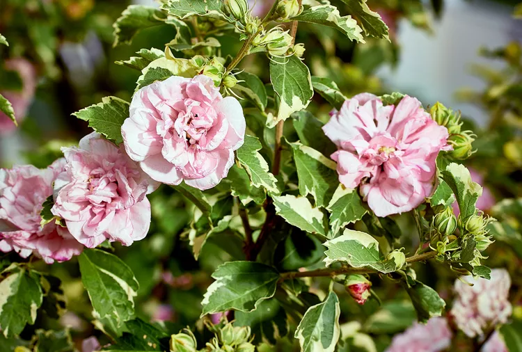 How and When to Prune Rose of Sharon