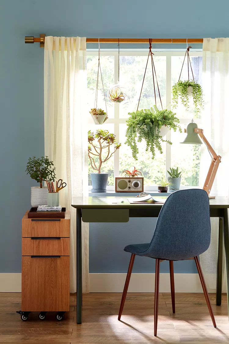 21 Best Hanging Indoor Plants to Maximize Vertical Space