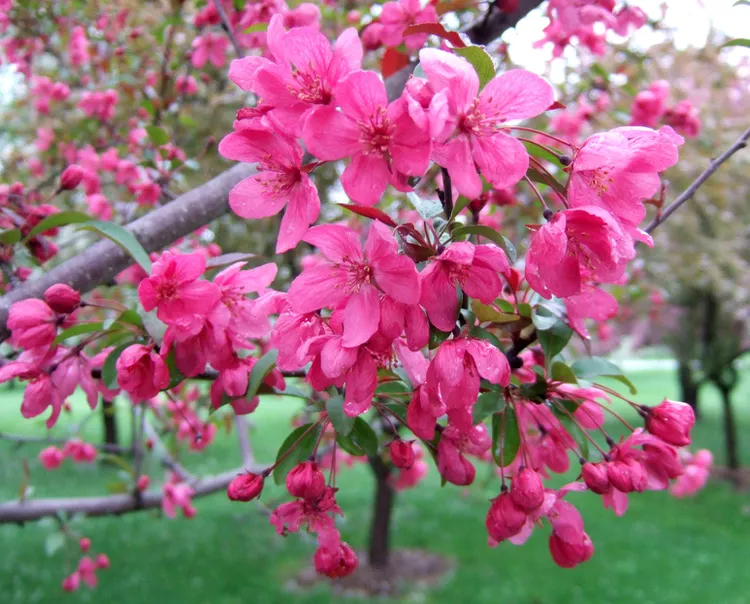 13 Crabapple Trees That Add Stunning Color to Your Landscape