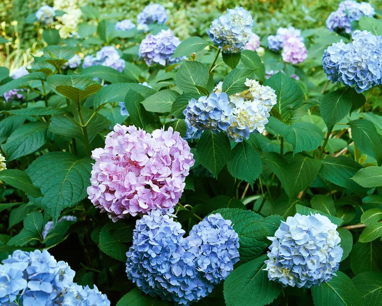 Hydrangea