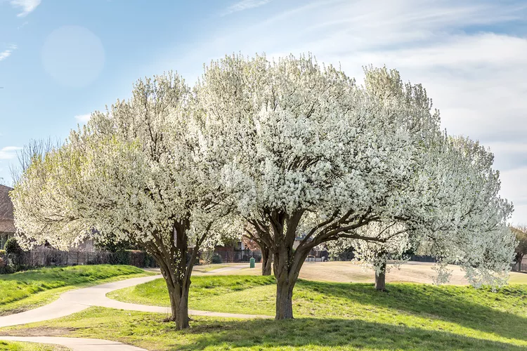 Planting a Bradford Pear Tree Might Be a Mistake—Here's Why