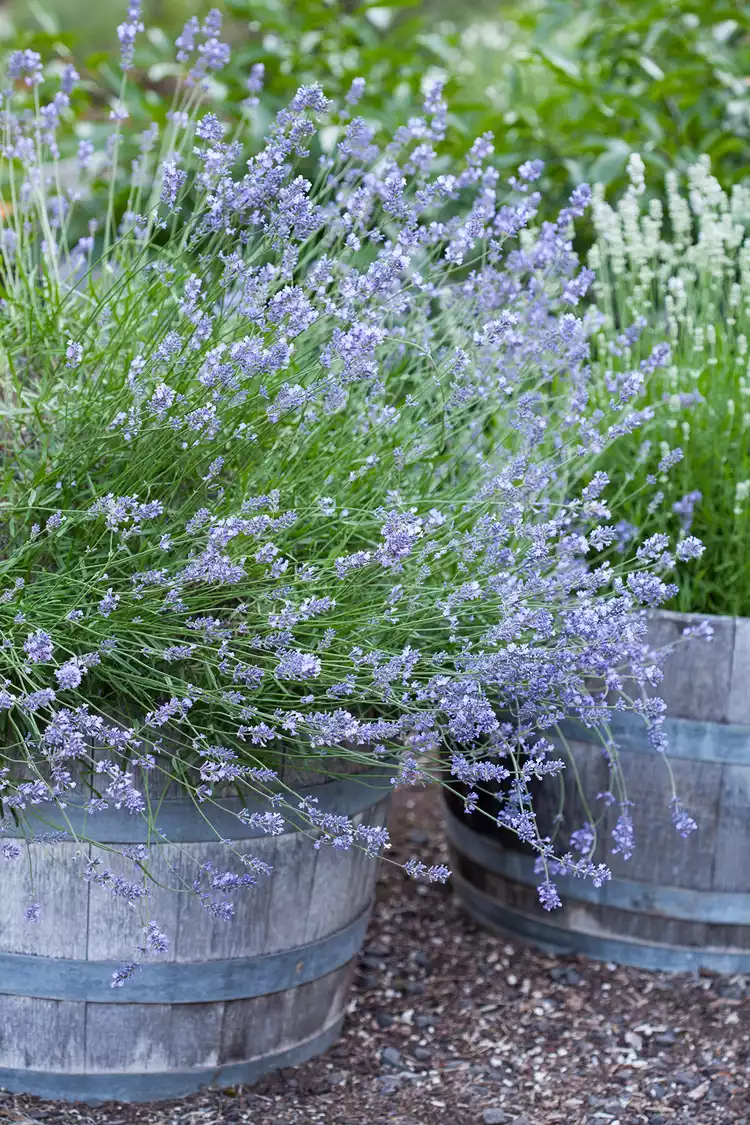 4 Simple Steps for Growing Lavender in Pots