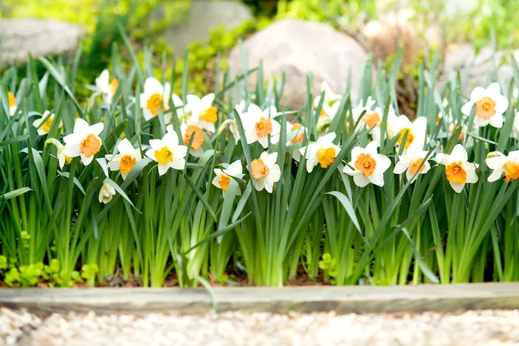 How and When to Plant Daffodil Bulbs to Enjoy Their Cheerful Spring Flowers