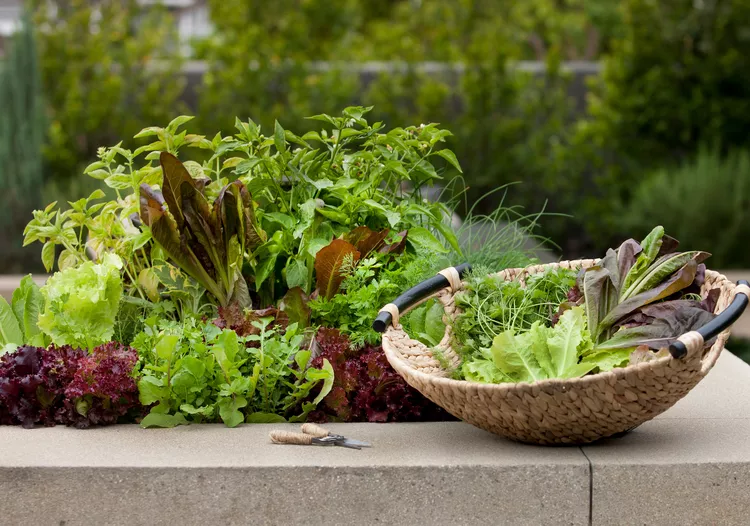 How to Harvest Lettuce: 6 Tips for Picking Leaves at Their Peak