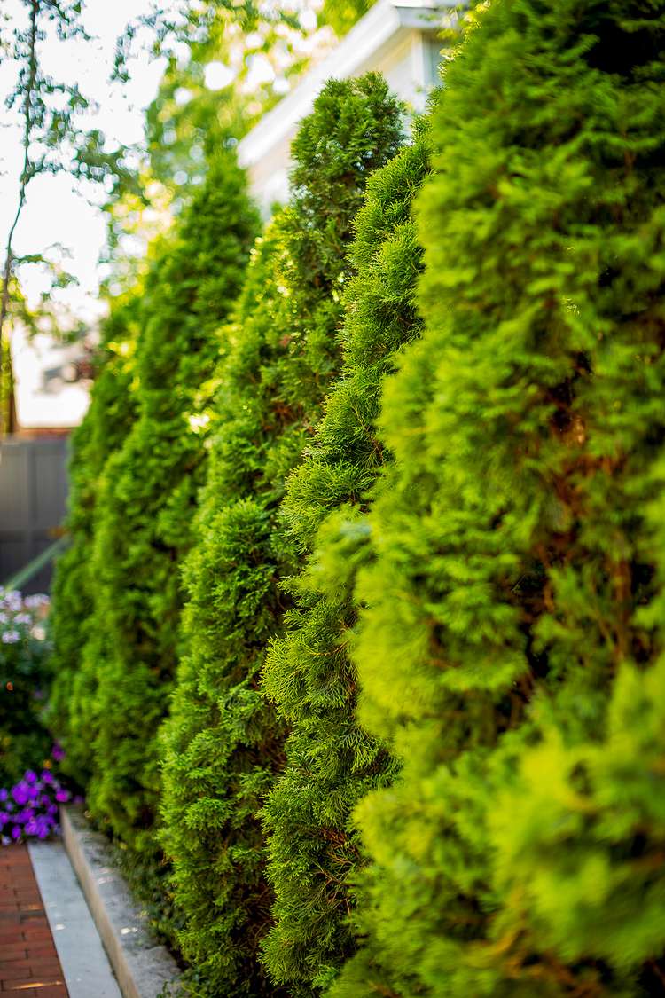 How to Prune 12 Common Types of Evergreen Shrubs and Trees 