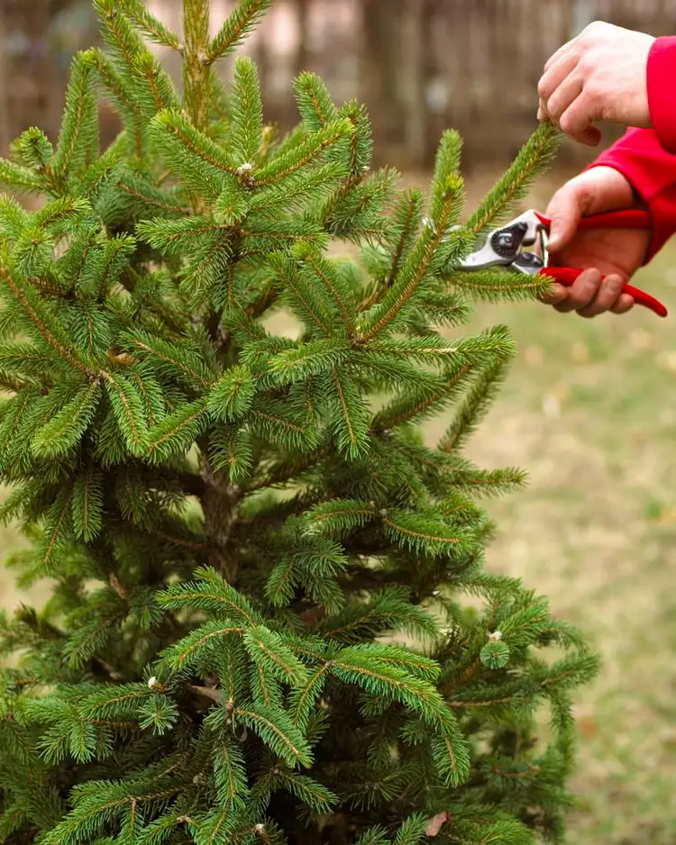 How to Prune Evergreens to Look Beautiful Year-Round