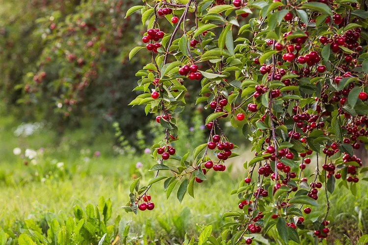 How to Prune a Cherry Tree