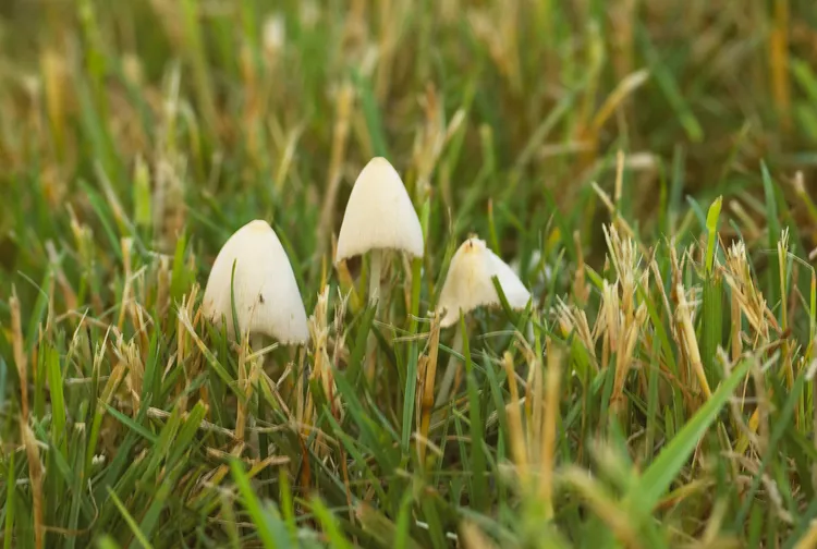 How to Get Rid of Mushrooms in Your Yard: 4 Natural Solutions