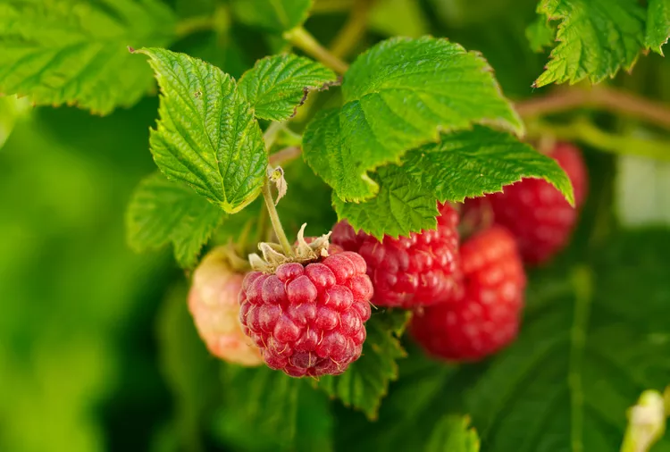 6 Tips for Pruning Raspberries to Boost Your Harvest