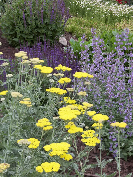 Complementary Flower Combos in Purple and Yellow