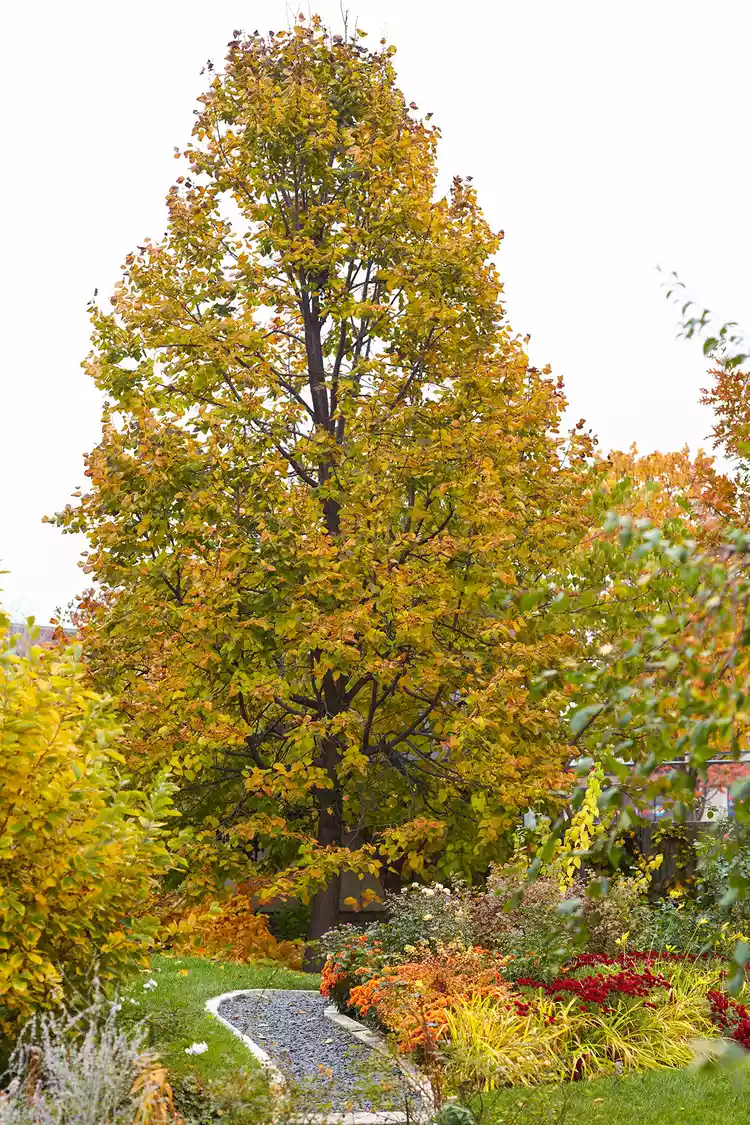 The 10 Best Shade Trees to Block the Sun and Beautify Your Yard