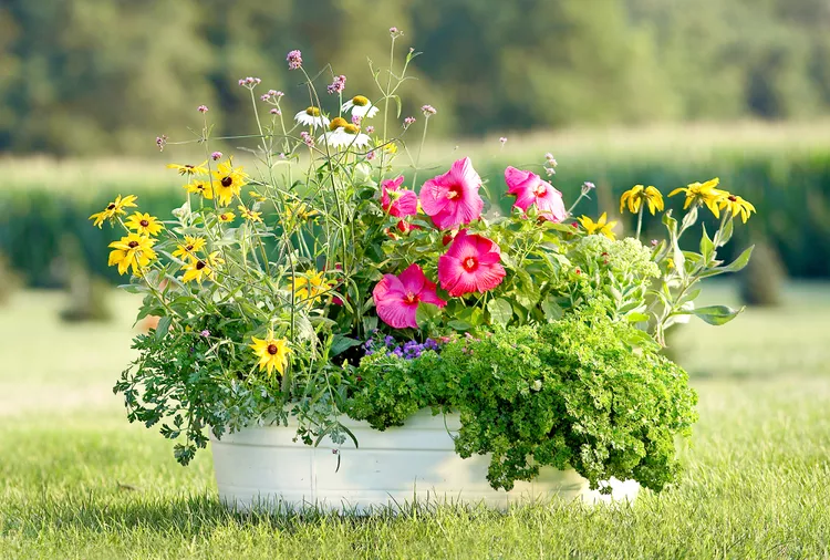 6 Pollinator Container Garden Tips for Attracting Butterflies and Hummingbirds