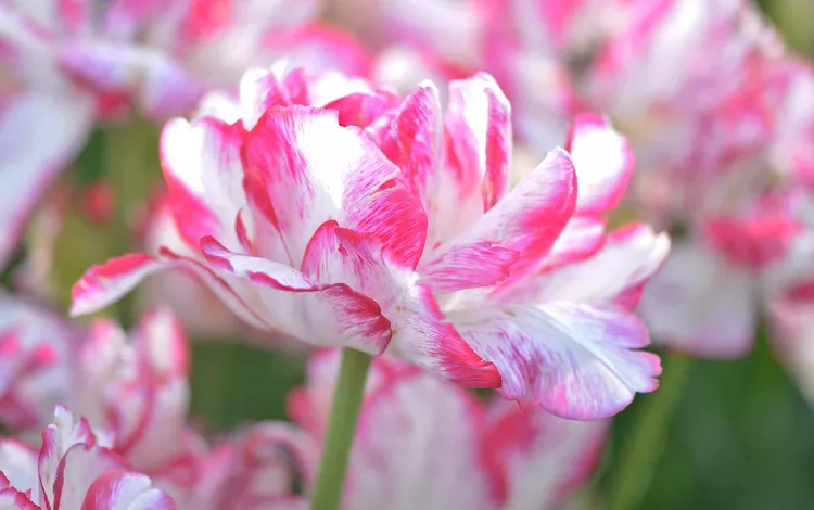 Add Peony Tulips to Your Garden for a Colorful Cutting Flower