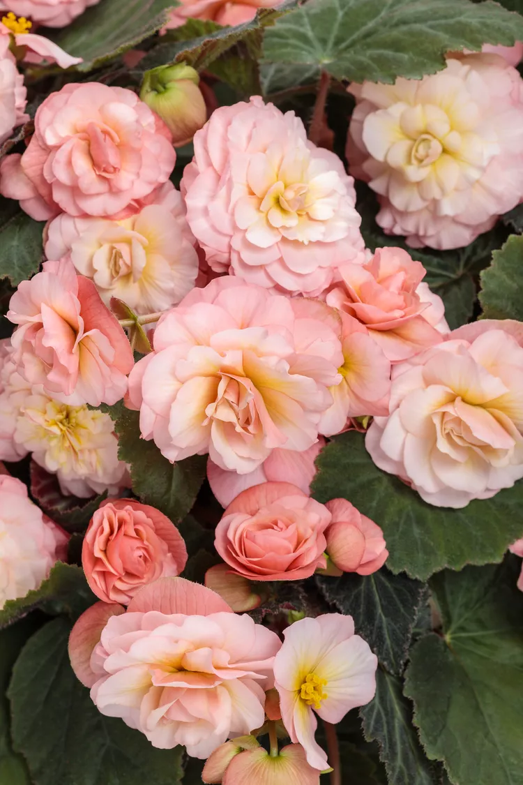 Do Begonias Like Sun? 5 Types That Thrive in Lots of Light