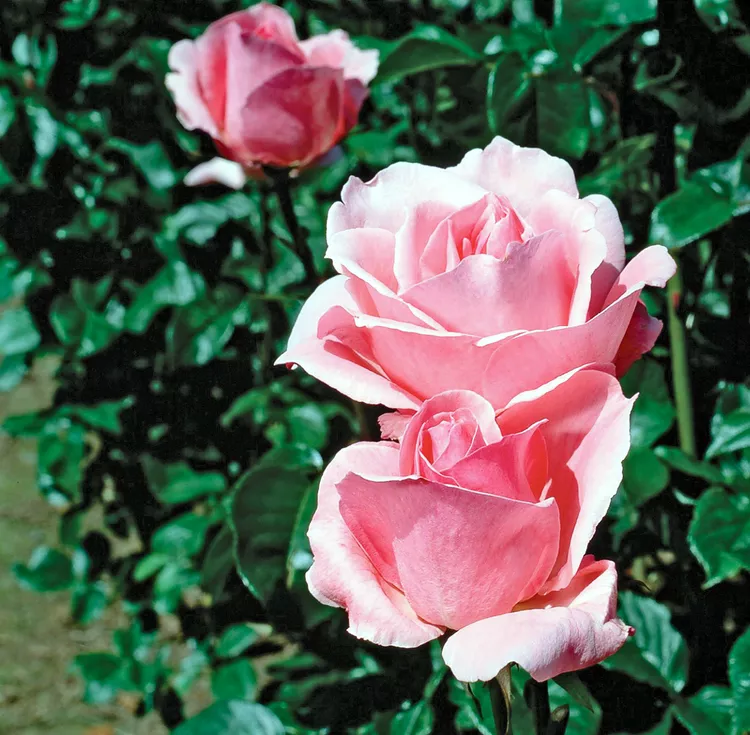 How to Plant and Grow Grandiflora Rose