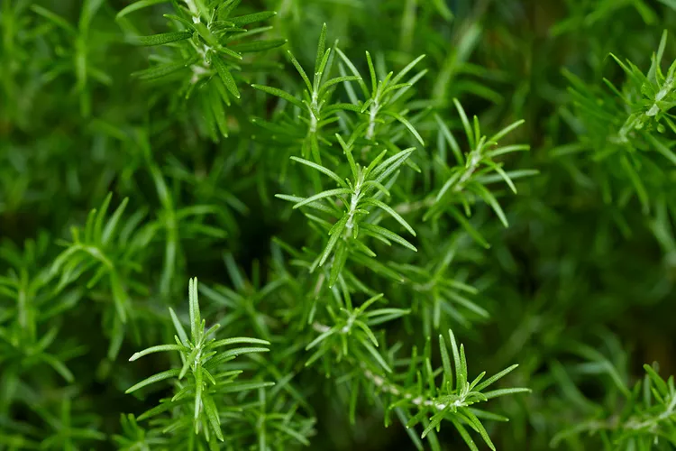 How to Propagate Rosemary in Soil or Water