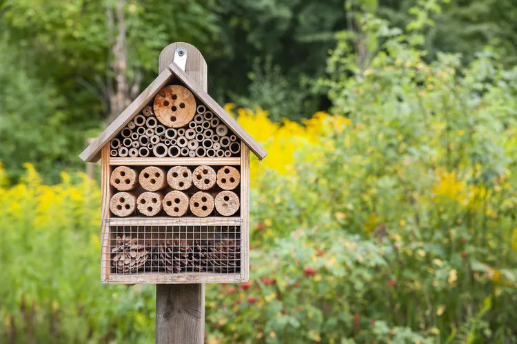 What Is a Bee Hotel? Plus How to Install One to Support Pollinators
