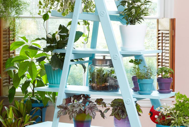 How to Fertilize Indoor Plants for the Lushest Growth