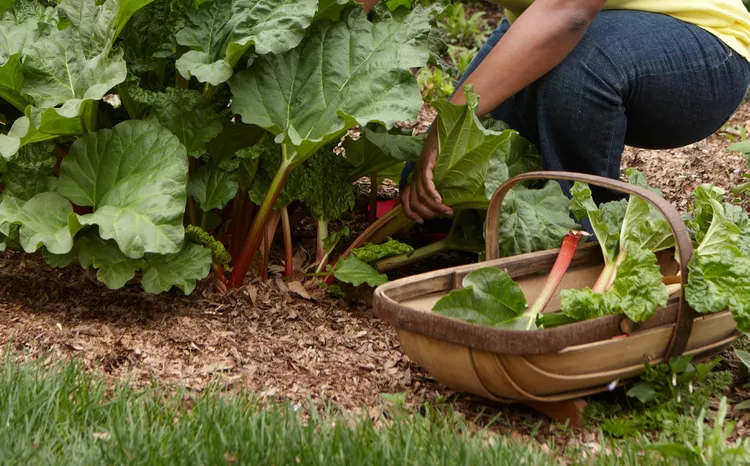 How to Plant and Grow Rhubarb