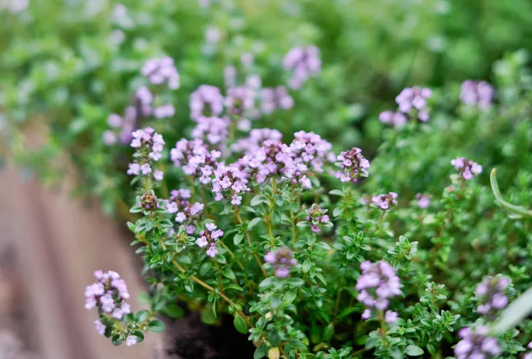 Is Thyme a Perennial or Annual Plant?