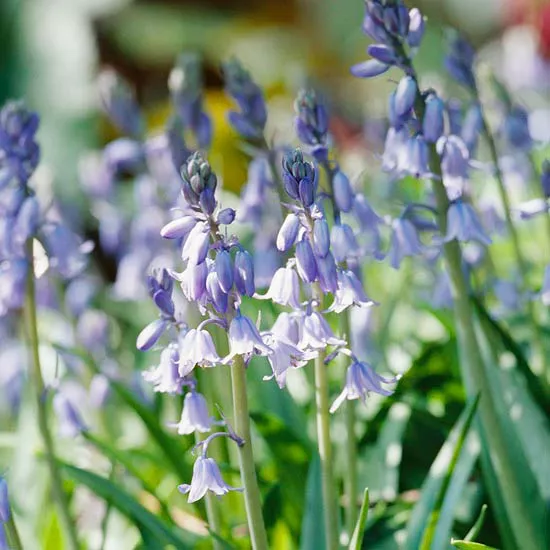 How to Plant and Grow Spanish Bluebell