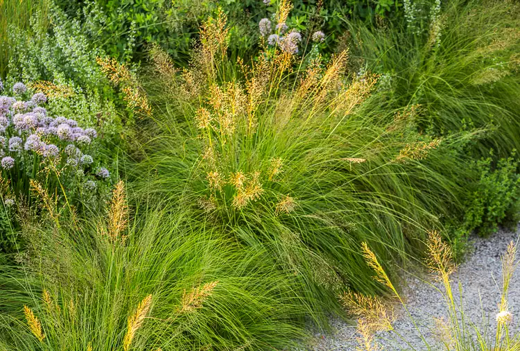 How to Plant and Grow Prairie Dropseed 