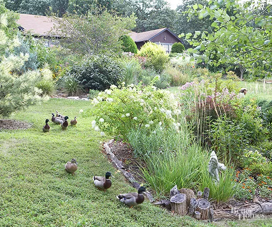 How Can I Stop Woodchucks From Eating My Flowers and Plants?