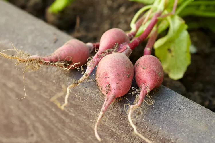 How and When to Harvest Radishes at Their Peak