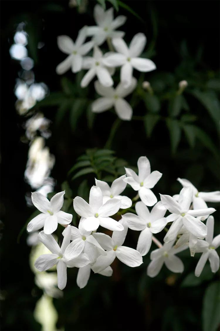 How to Plant and Grow Jasmine