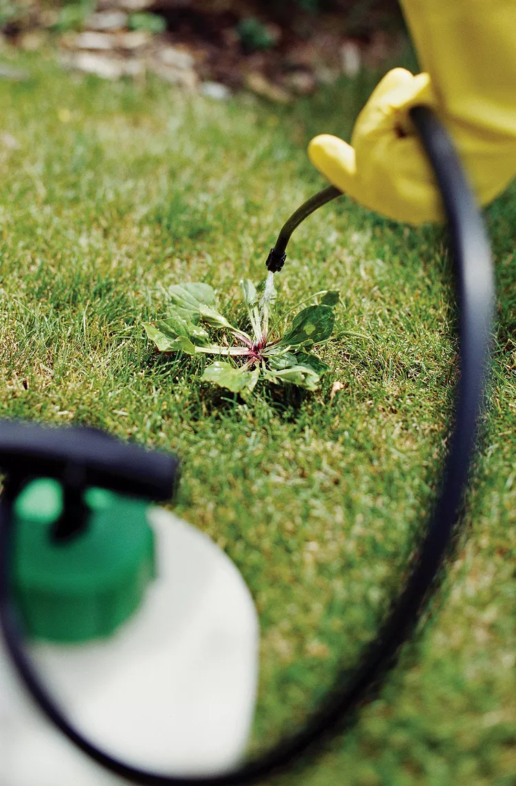 6 Beginner Lawn Care Mistakes that Keep Lush Grass from Growing