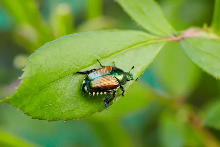 Should You Use Japanese Beetle Traps? Here’s What Experts Say