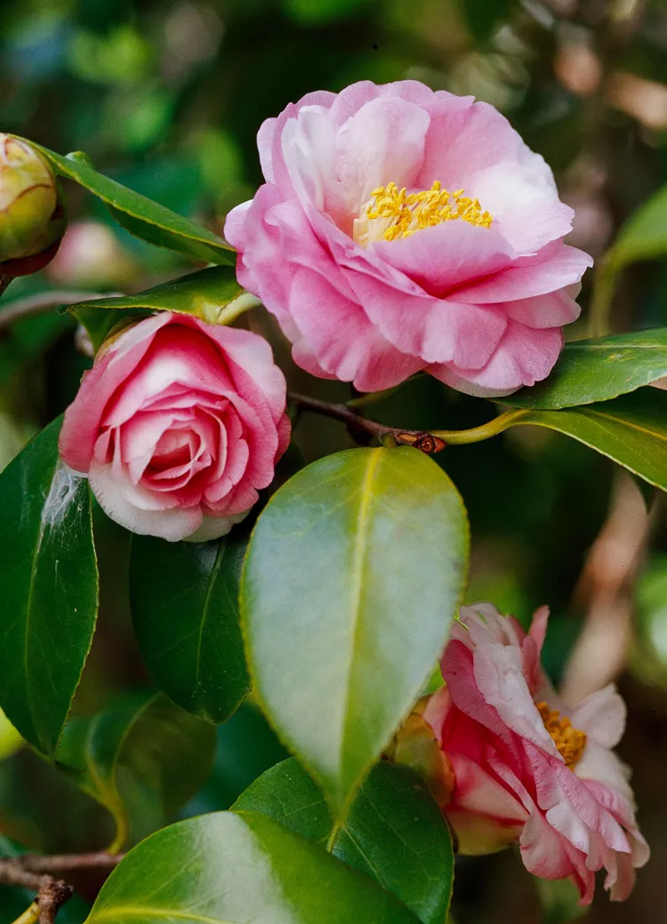 How to Plant and Grow Camellia