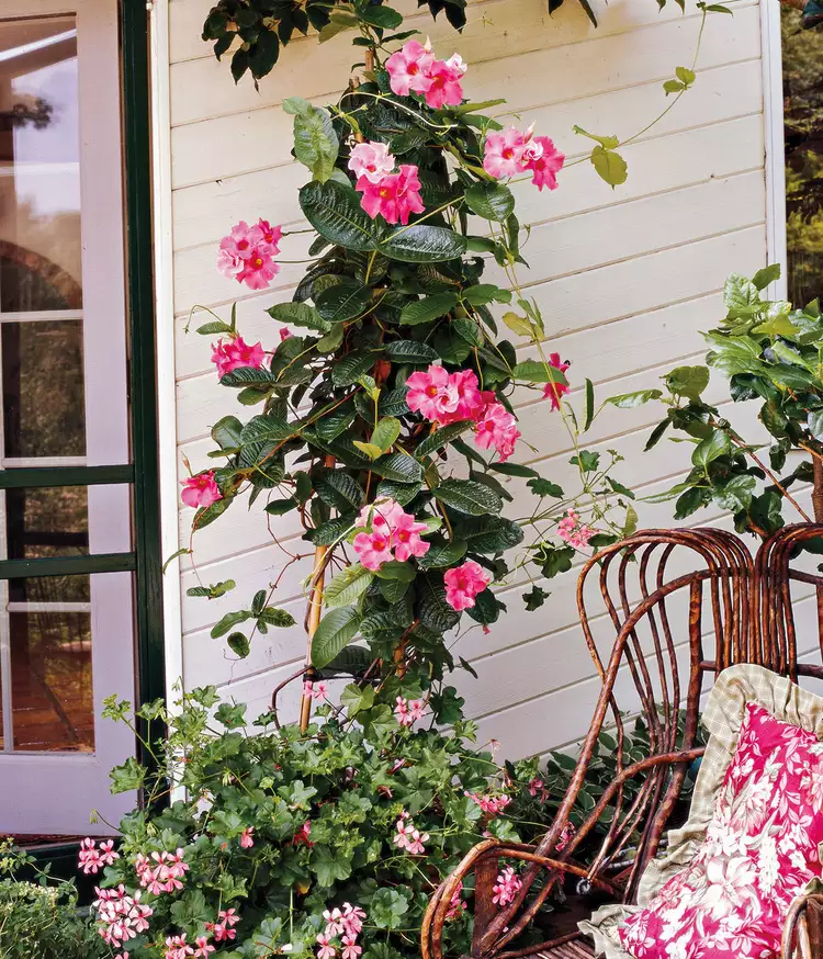 How to Plant and Grow Mandevilla