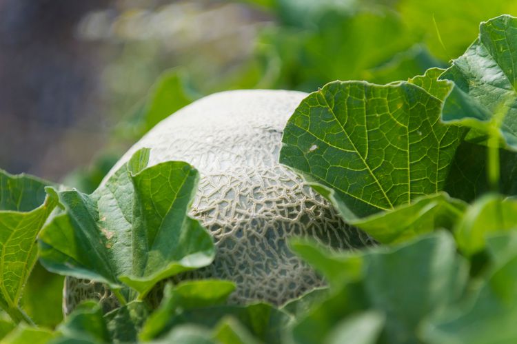 9 Best Cantaloupe Companion Plants to Boost Your Melon Harvest