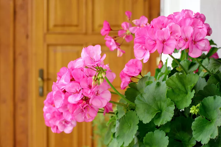 Are Geraniums Perennial? Plus How to Overwinter Them