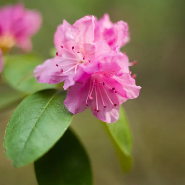 How and When to Prune Rhododendrons