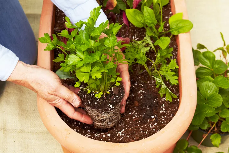 10 Must-Know Tips for Growing Parsley in Pots