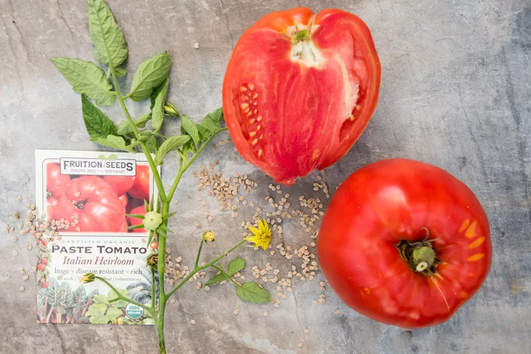 How and When to Start Tomato Seeds Indoors