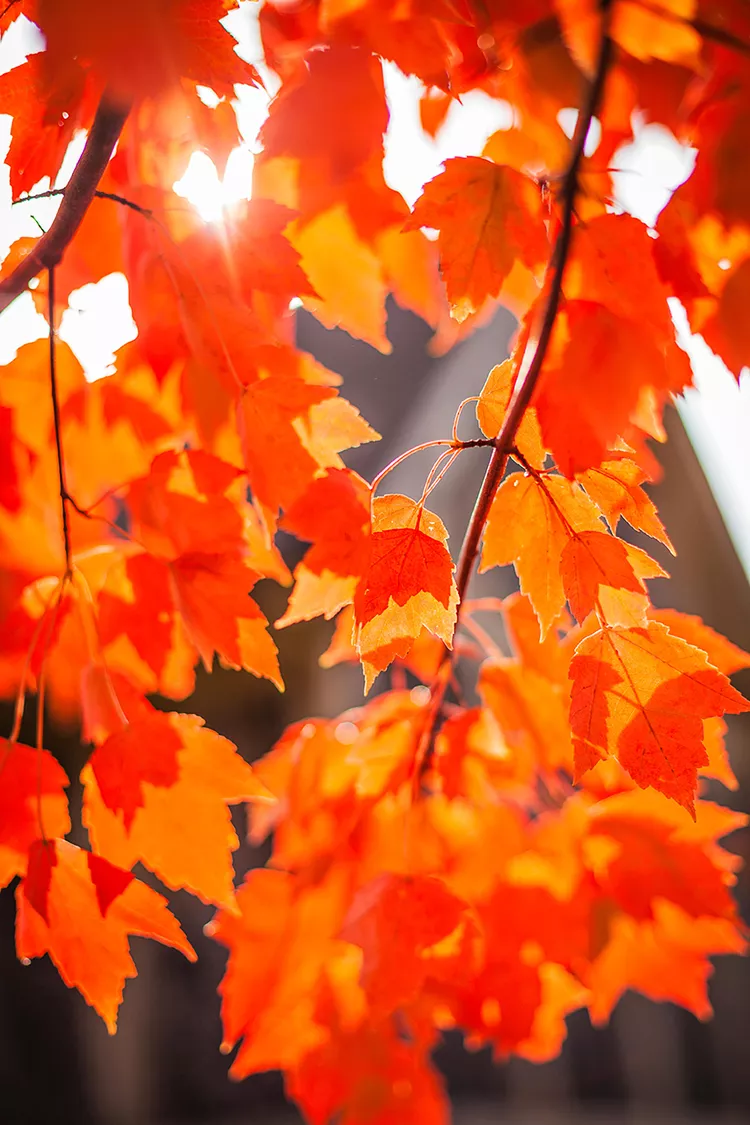 15 Types of Maple Trees That Will Add Vibrant Color to Your Yard