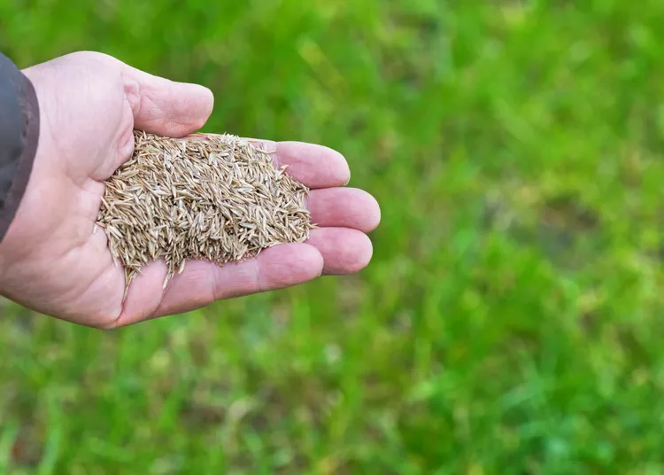 12 Tips for Using Ryegrass Seed to Overseed Your Winter Lawn