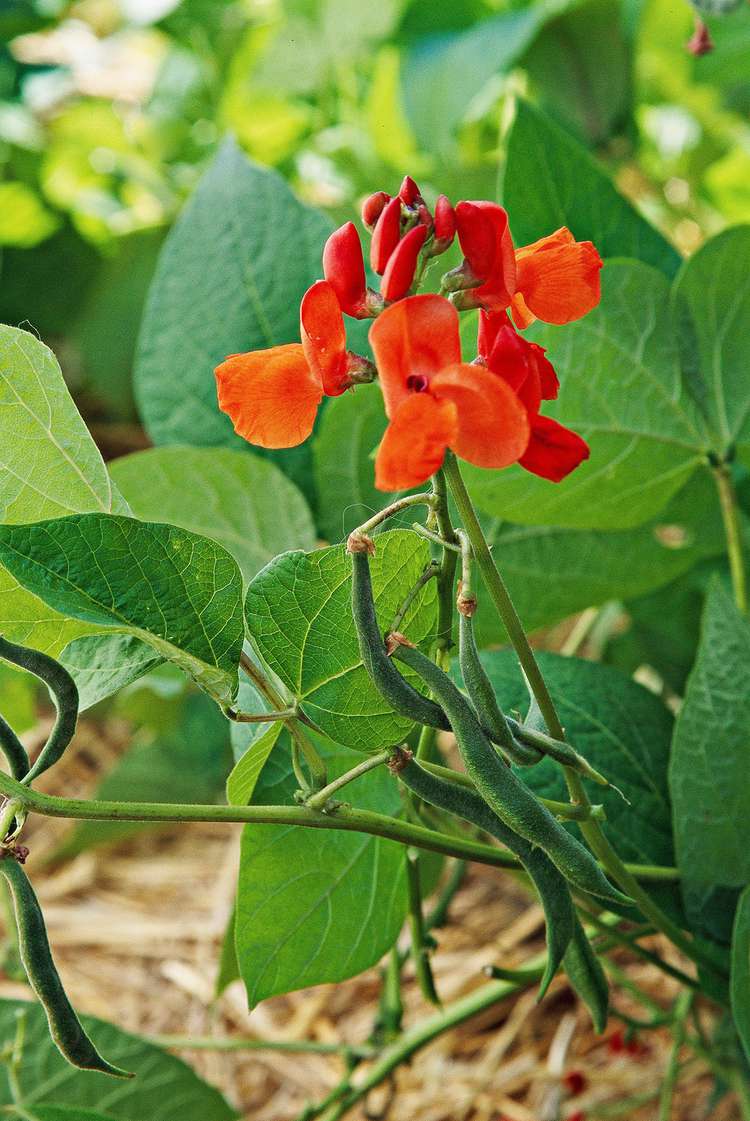 How to Plant and Grow Scarlet Runner Bean for Its Gorgeous Edible Flowers