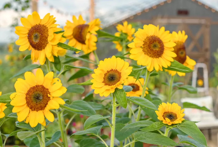 How Long Does It Take for Sunflowers to Grow from Seed?