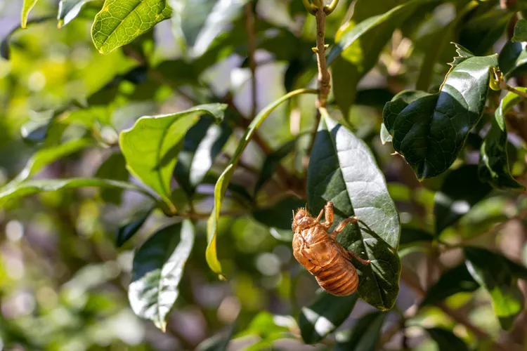 Don't Throw Away the Cicada Carcasses in Your Yard—Use Them to Enrich Your Garden