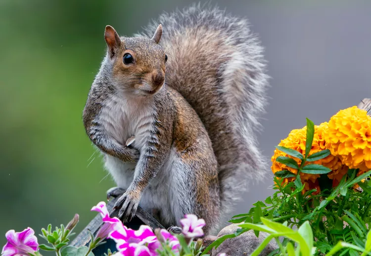 How to Keep Squirrels Out of Potted Plants: 7 Smart Tips