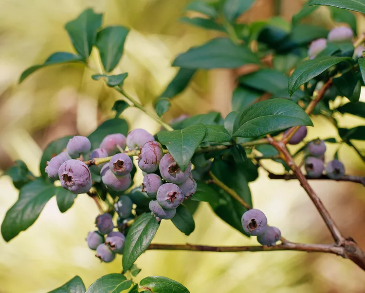 When is Blueberry Season? Plus, How to Tell When the Fruit is Ripe